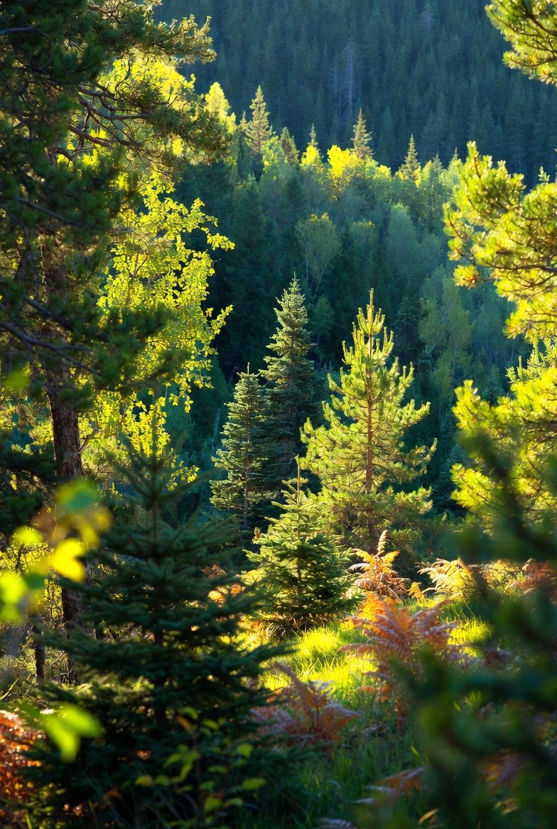 { "prompt": "breathtaking serene forest at golden hour, sunlight rays p…