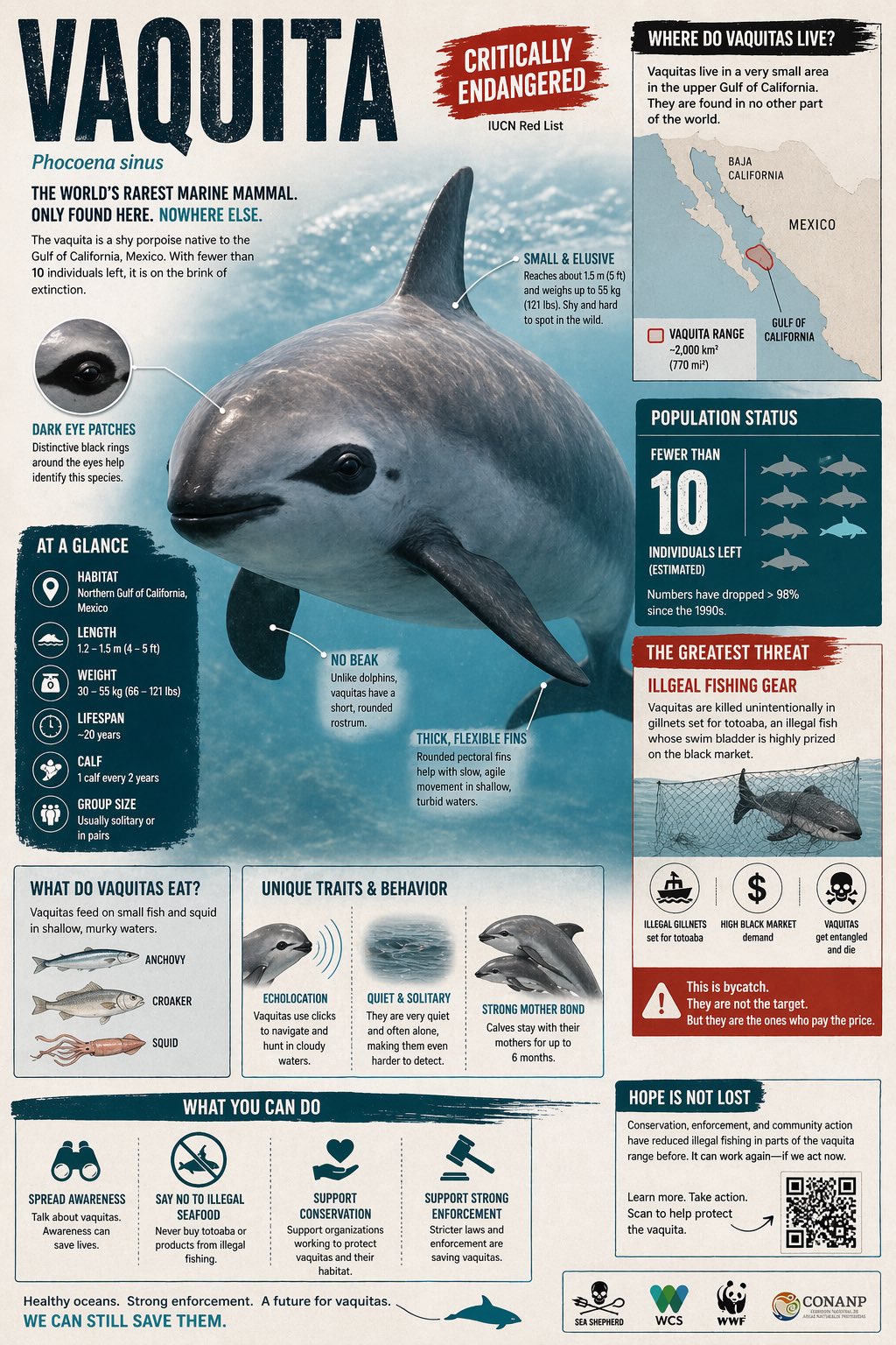 Create a visually rich infographic about an endangered animal. Start by… 2