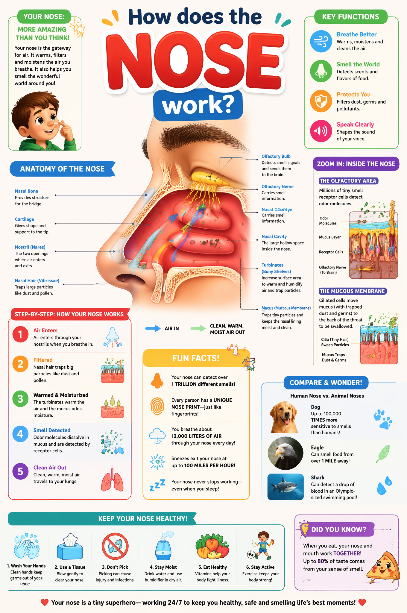 Just replace NOSECreate a highly detailed, colorful educational infogra…