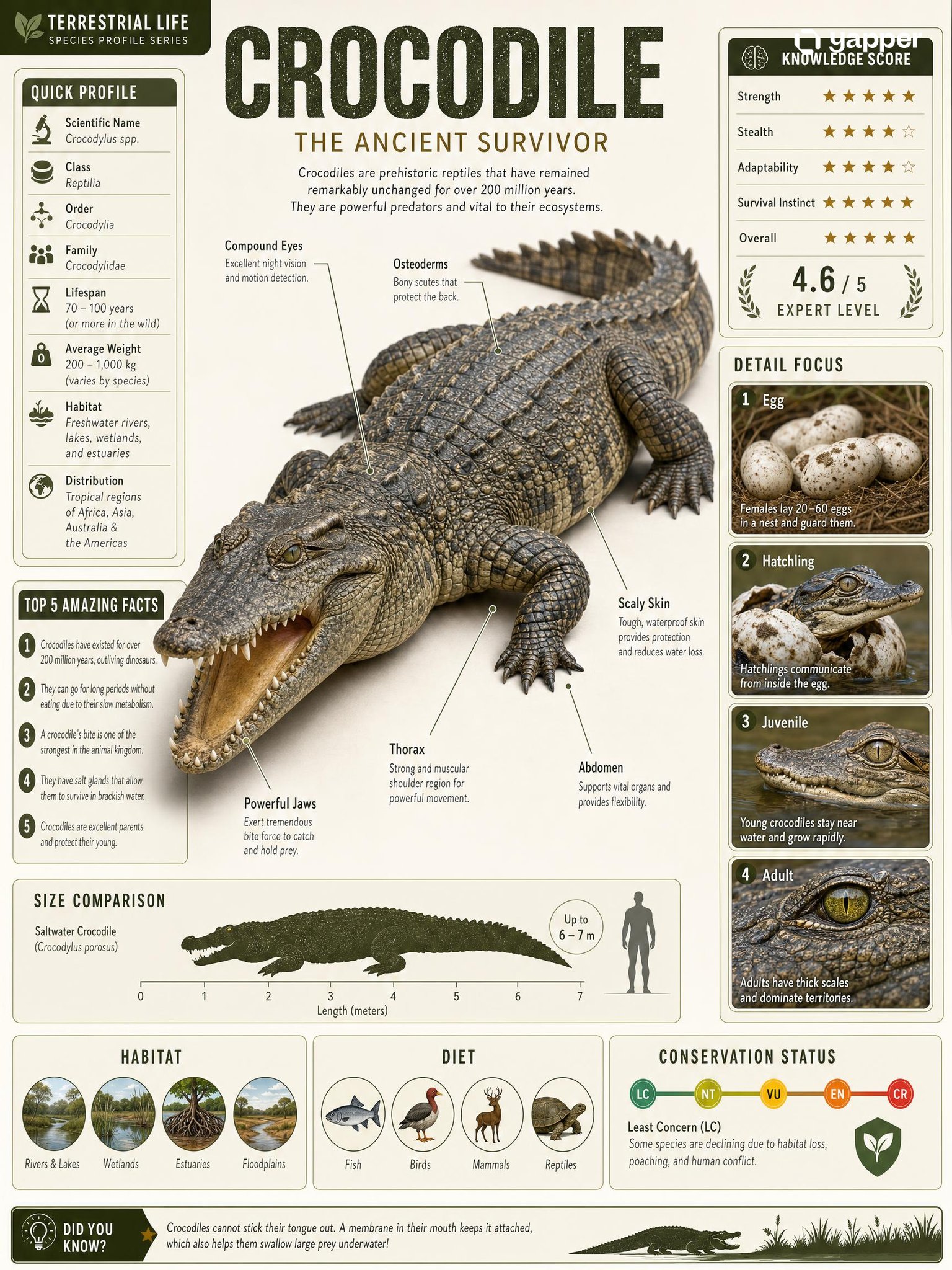 Based on { TOPIC }, create a high-quality vertical “encyclopedia-style … 1