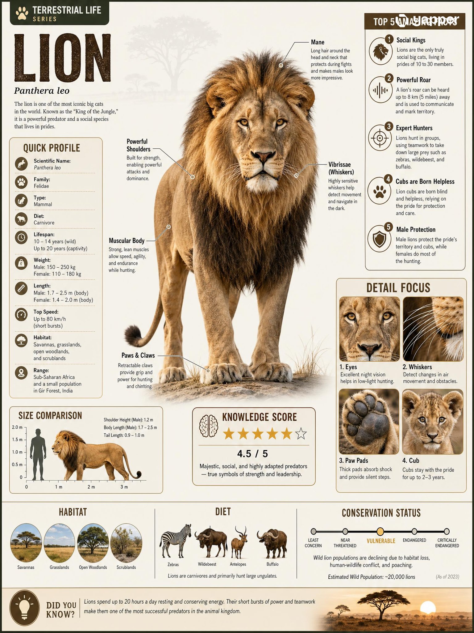 Based on { TOPIC }, create a high-quality vertical “encyclopedia-style …