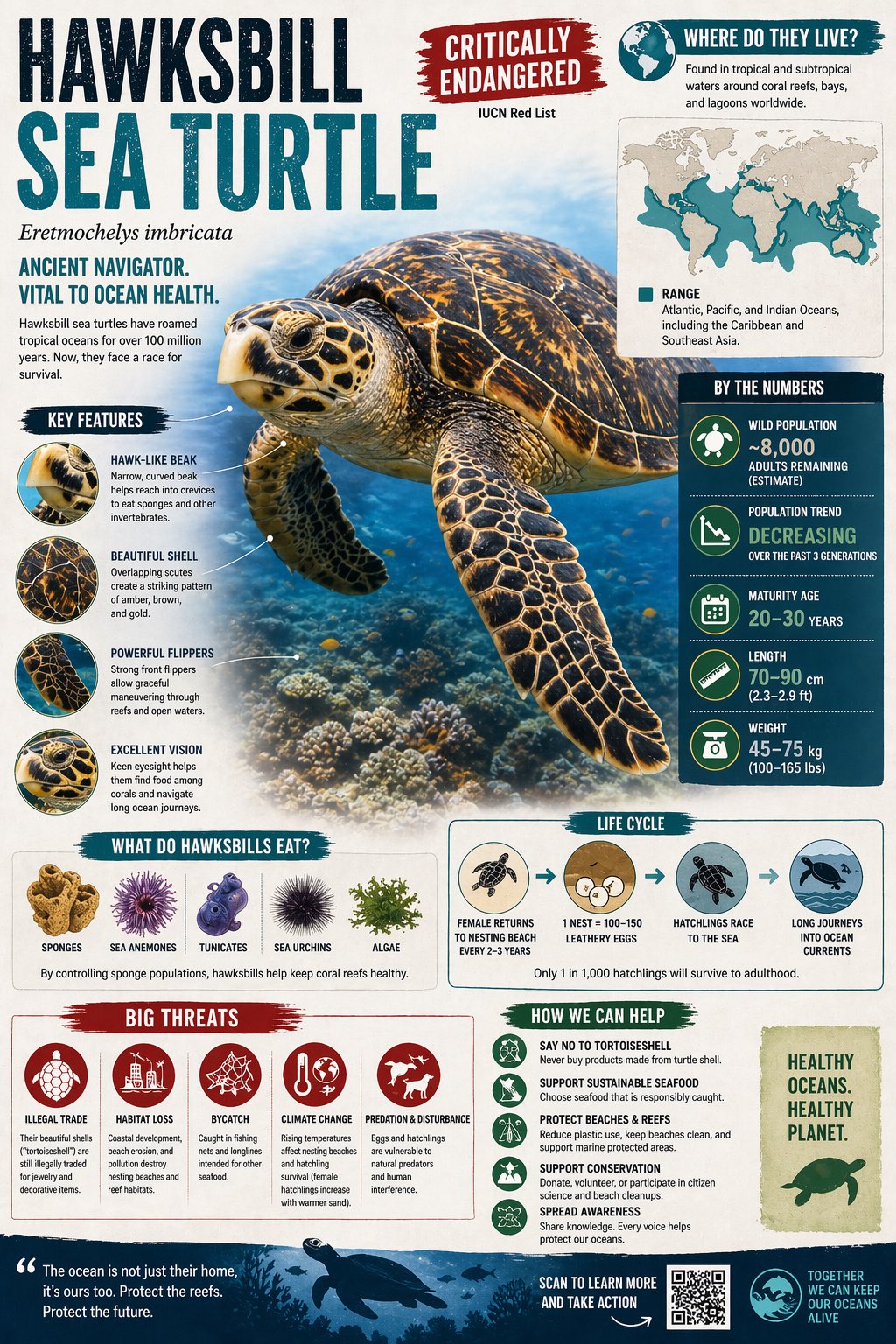Create a visually rich infographic about an endangered animal. Start by… 1