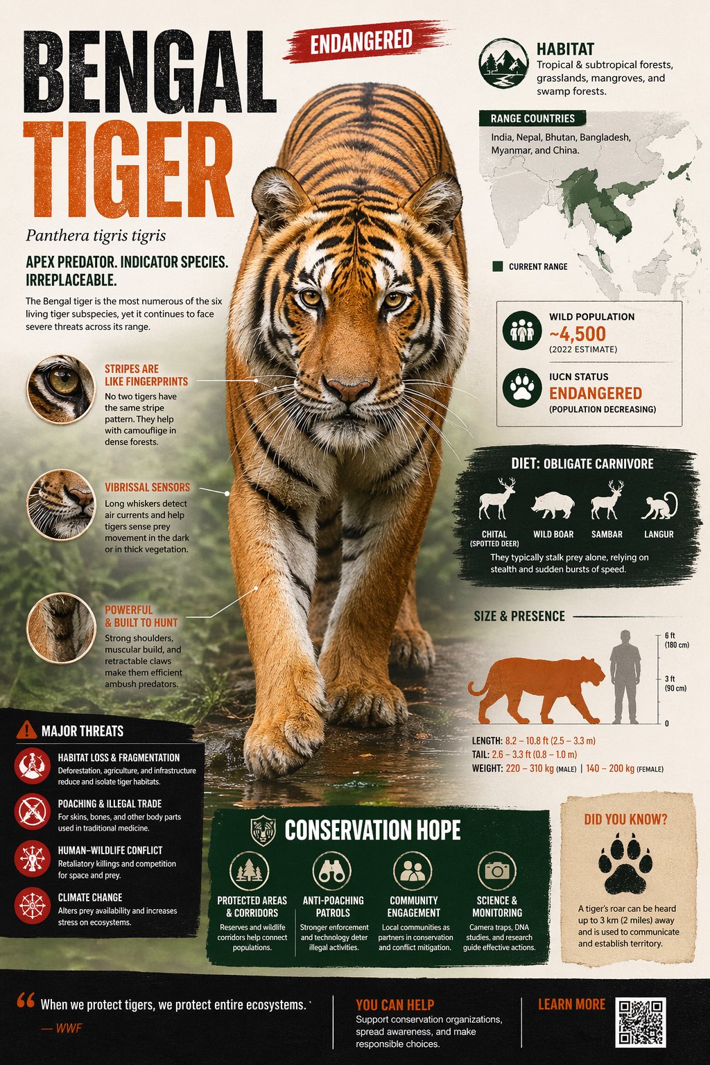 Create a visually rich infographic about an endangered animal. Start by…