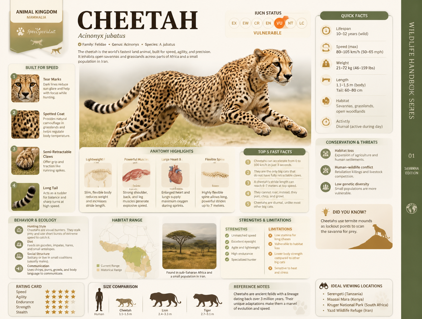 Based on CHEETAH, create a high-quality vertical “encyclopedia-style ed…
